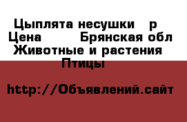 Цыплята несушки 50р › Цена ­ 50 - Брянская обл. Животные и растения » Птицы   